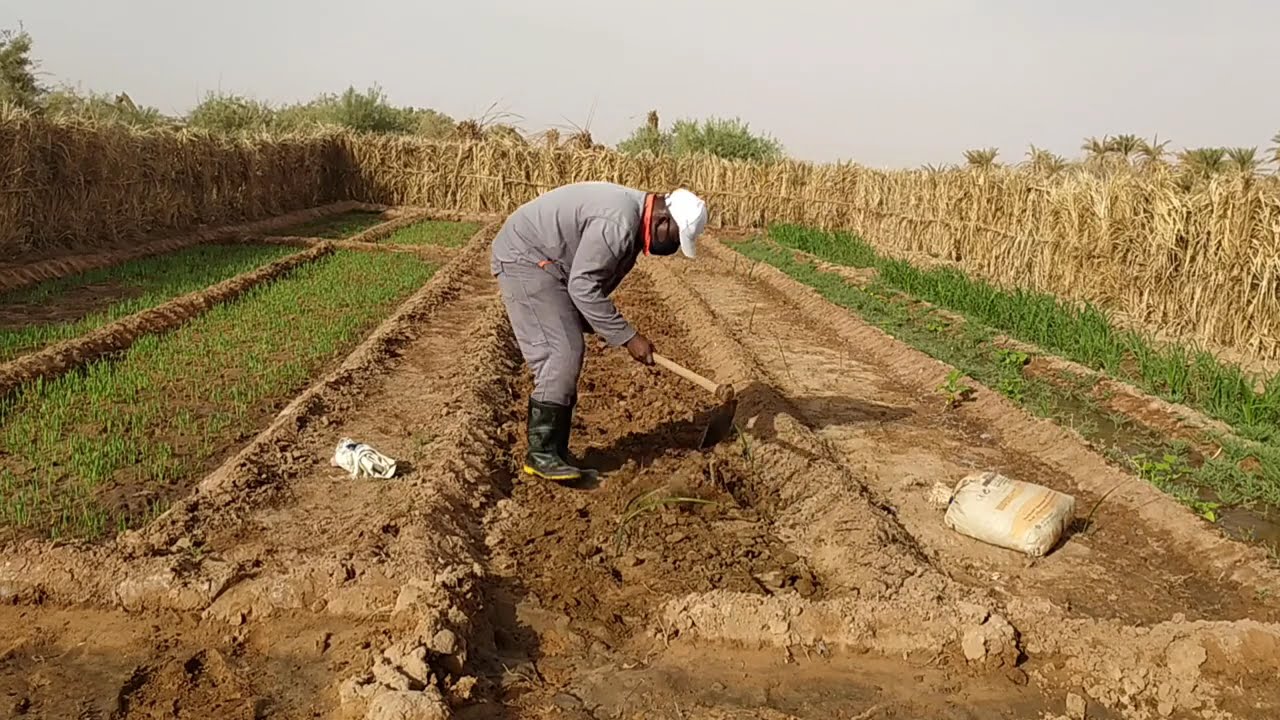 زراعة الجزر واللفت ،الكمية المناسبة لكل سريحة من السماد والبذور  للحصول على أفضل نتيجة