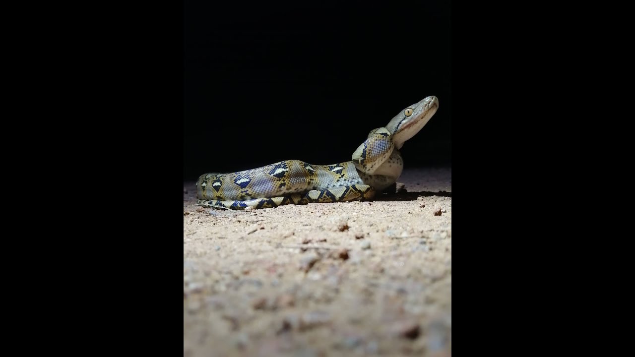 POV: You're taking pics of a Reticulated Python (Malayopython reticulatus)