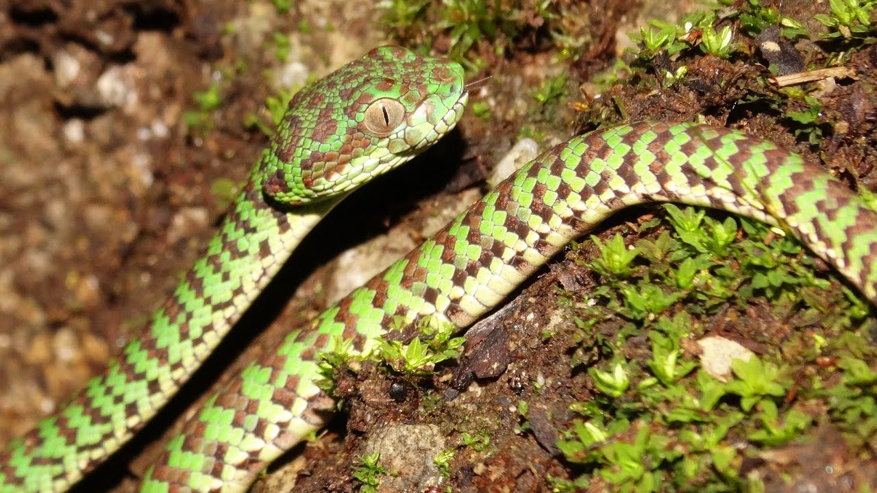Beautiful Pit Viper Trimeresurus Venustus | Herping in Thailand