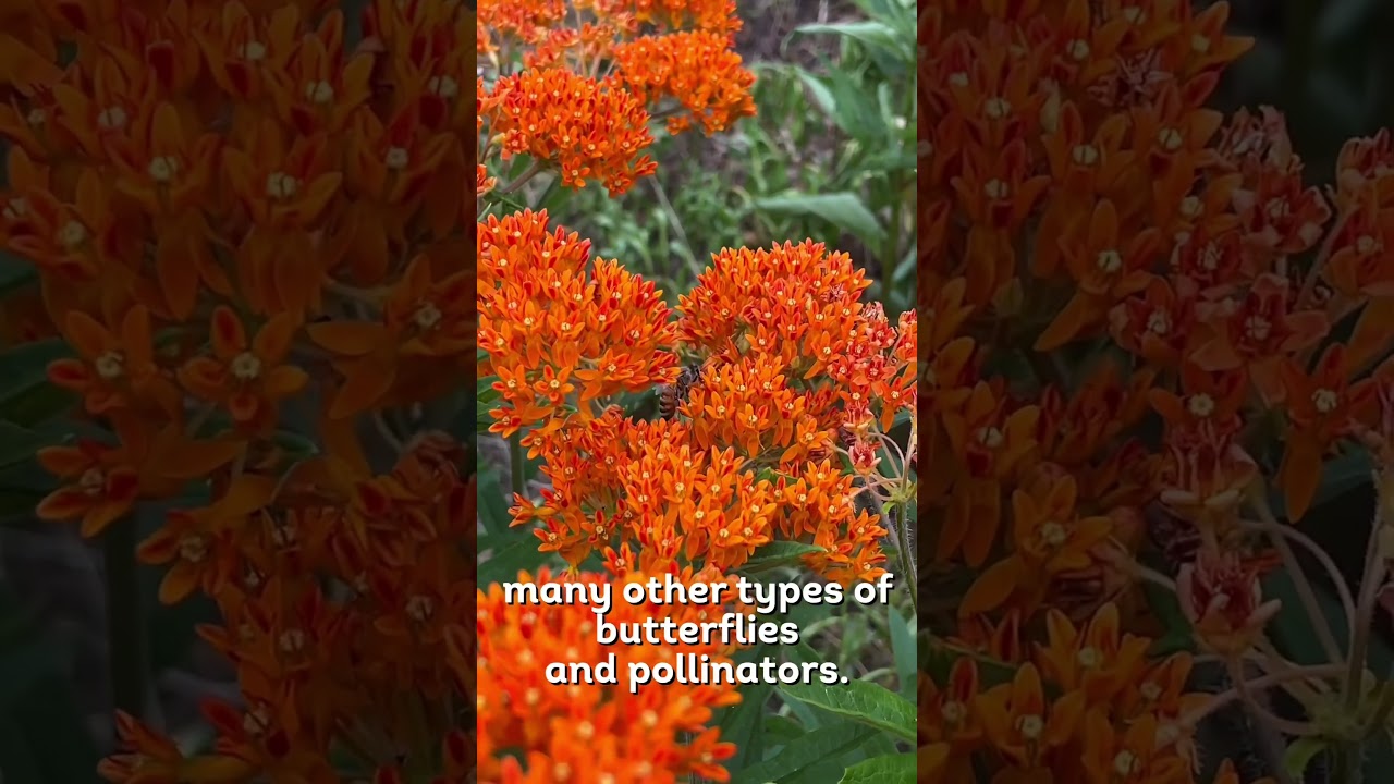 Butterfly Milkweed #sustainability #ecofriendly #sustainabilitymatters #nativeplants