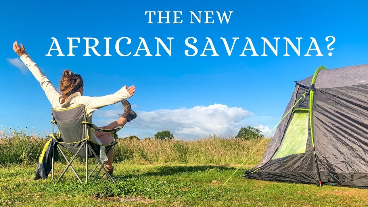 Camping with Wild Roaming Herbivores at Knepp Rewilding (plus a BEAVER sneak peek!)