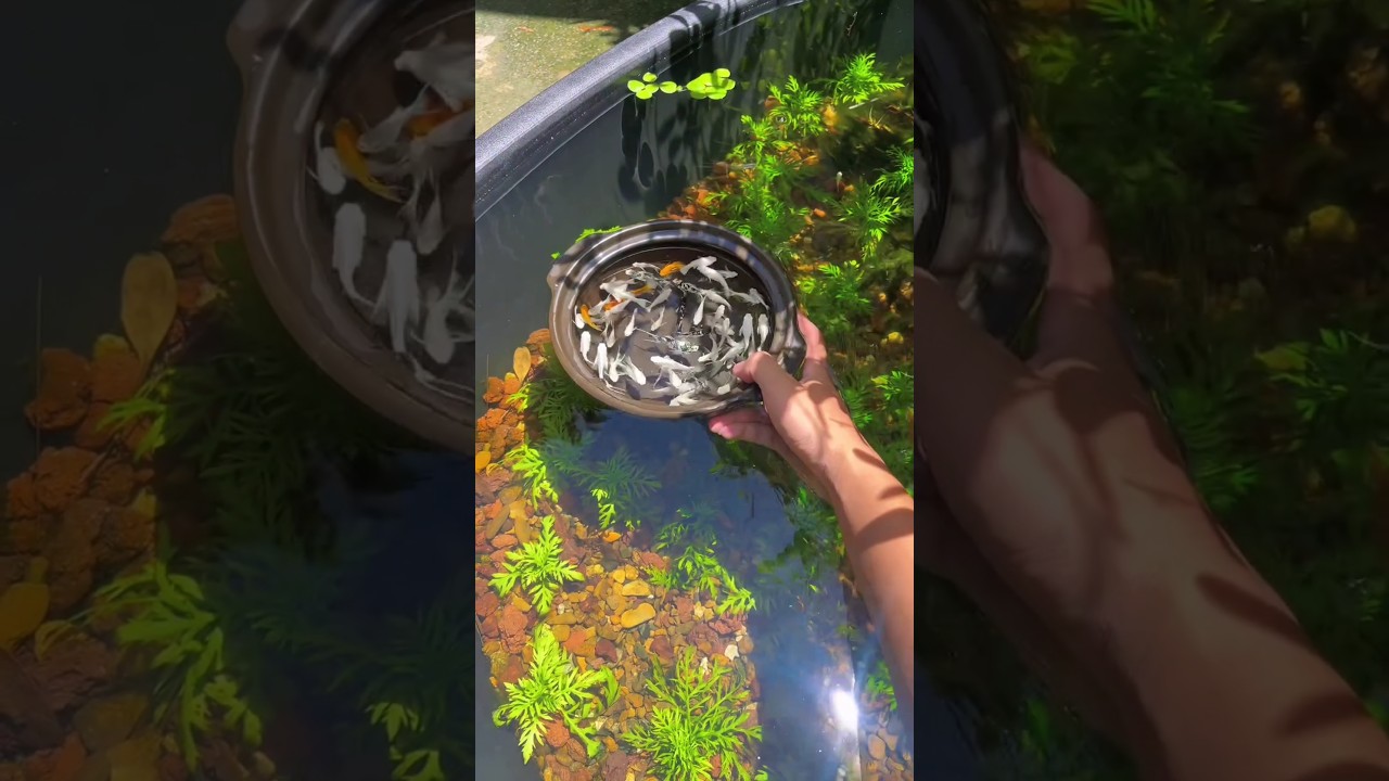 Molly fish outdoor pond setup😍❤. how to breed molly fish in pond. DIY molly fish pond setup