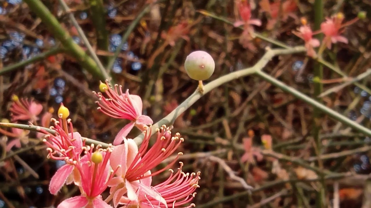 Capparis decidua/ Kair/DELLA Plant complete Information in Urdu/Hindi