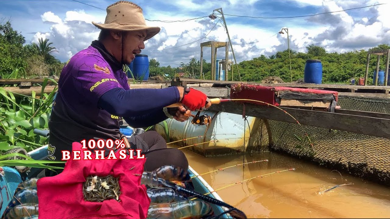 UMPAN INI PALING KILLER !! DARI AWAL SAMPAI AKHIR JORAN SAYA DIGASAK UDANG, MANCING UDANG GALAH
