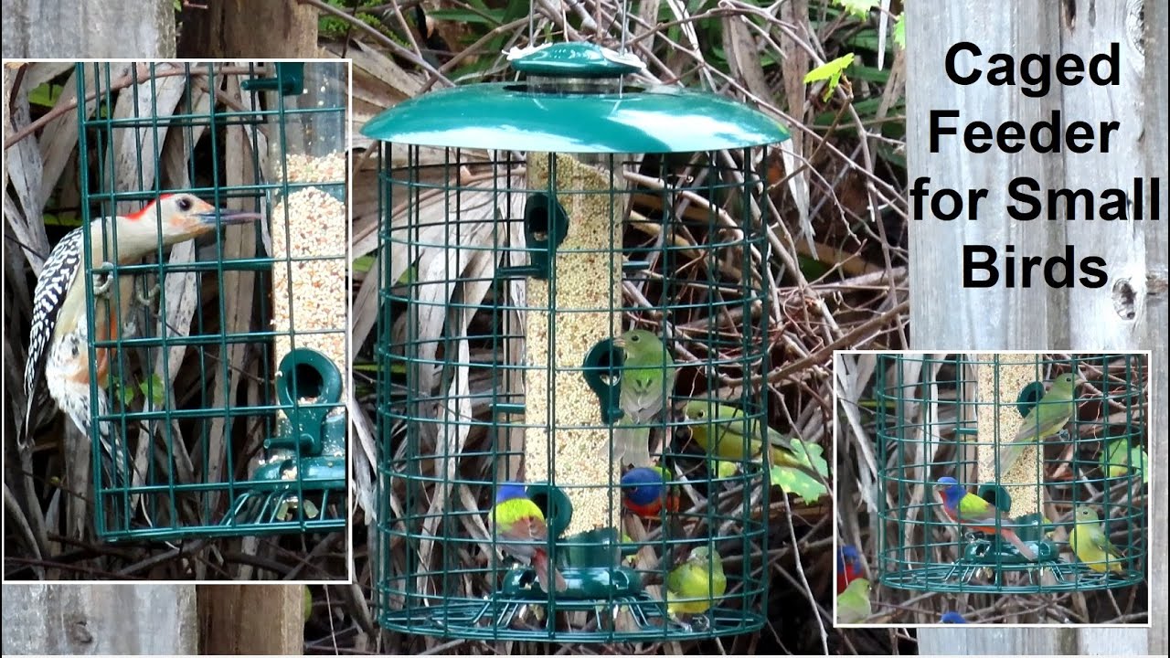 A Bird Feeder Just for the Small Birds