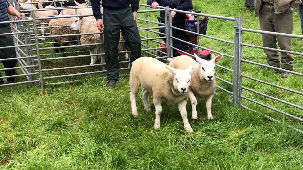 Neilston show 2023!!