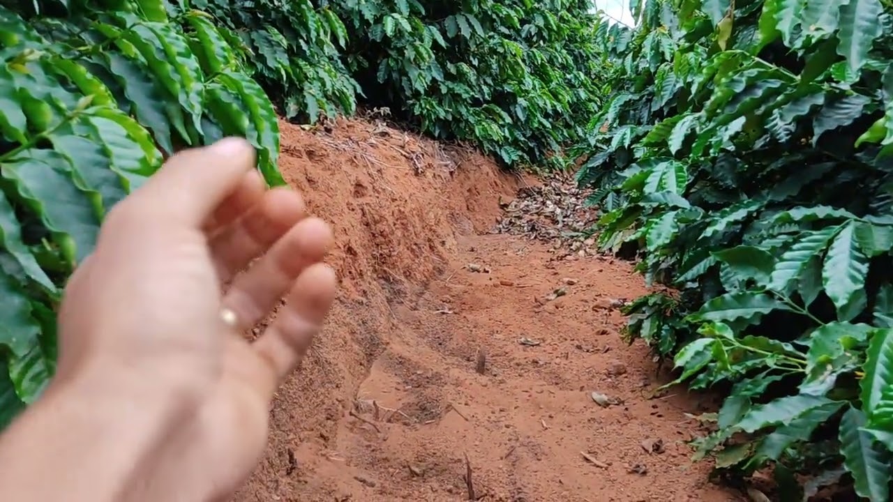 micro terraceamento nas regiões montanhosas das matas de minas⛰️🌿
