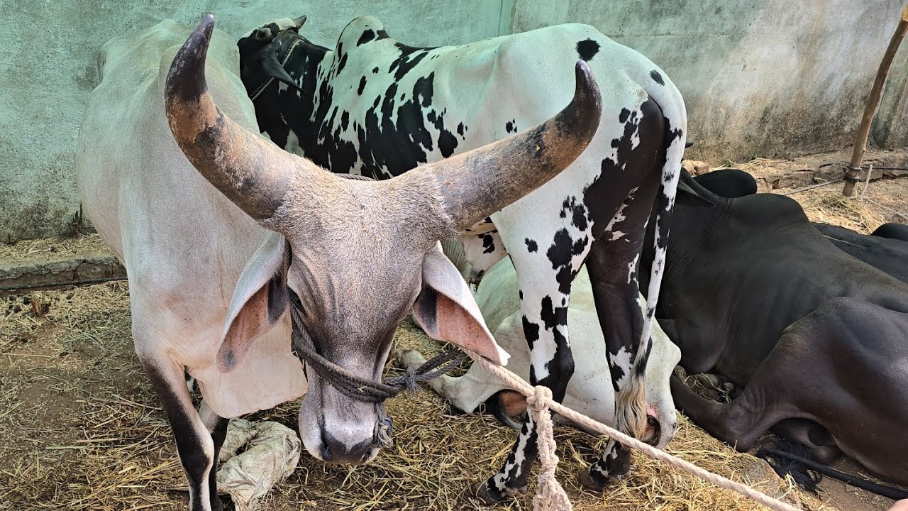 Colorful bull's in jalpally Hyderabad | deoni gir & desi bull's available | bade janwar in jalpally