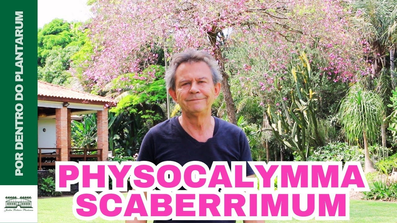 Harri Lorenzi Explica os Segredos do Pau-de-rosas (Physocalymma scaberrimum)