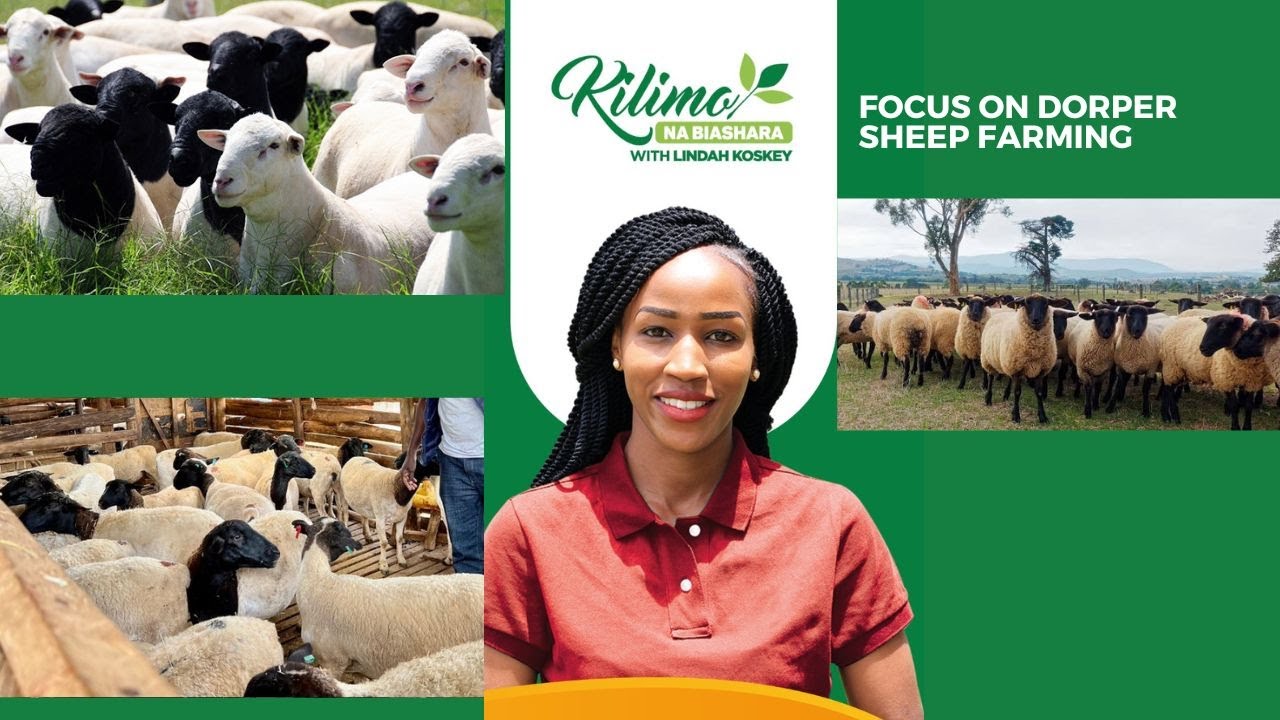 Focus On Dorper Sheep Farming | Kilimo na Biashara