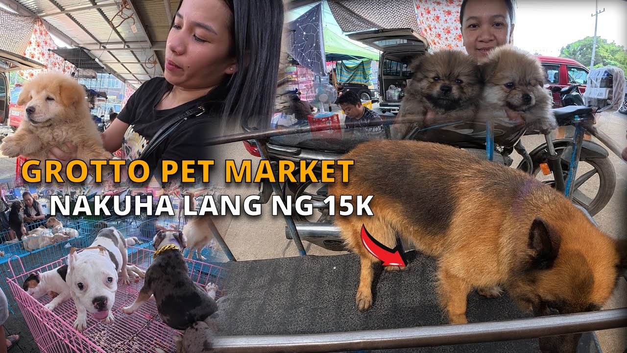 GRABE SWERTE NG NAKABILI! MURA AT QUALITY NA GUARD DOG! | Grotto Pet Market