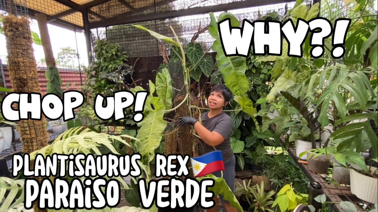HUGE PHILODENDRON PARAISO VERDE | HOW TO PROPAGATE PHILODENDRON