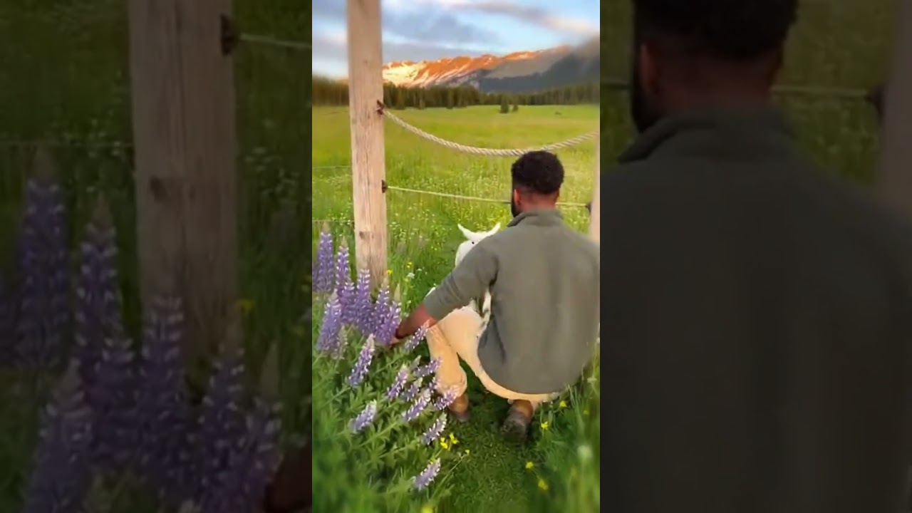Ягнёнок так радуется, когда видит своего друга 💖