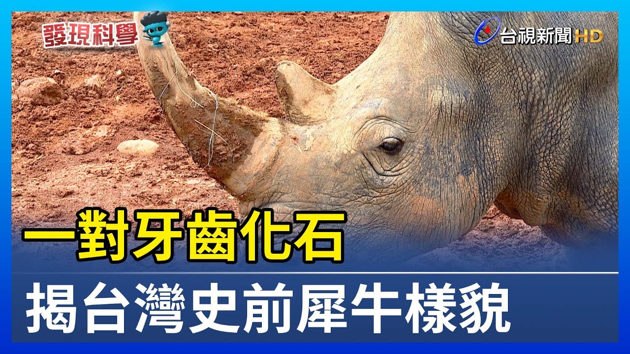 一對牙齒化石 揭台灣史前犀牛樣貌【發現科學】