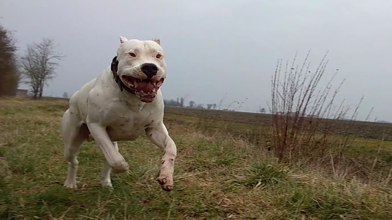 Cucciolata 