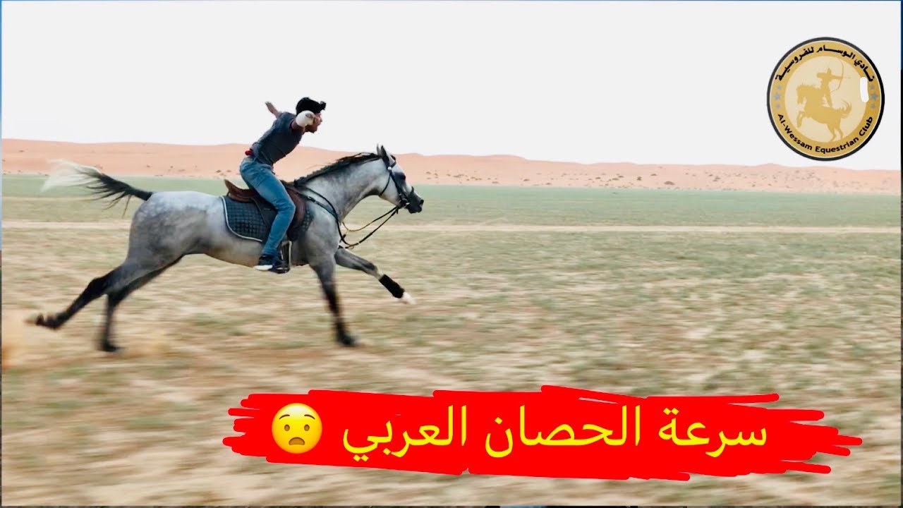تعال شوف سرعة الحصان العربي - The speed of the Arabian horse