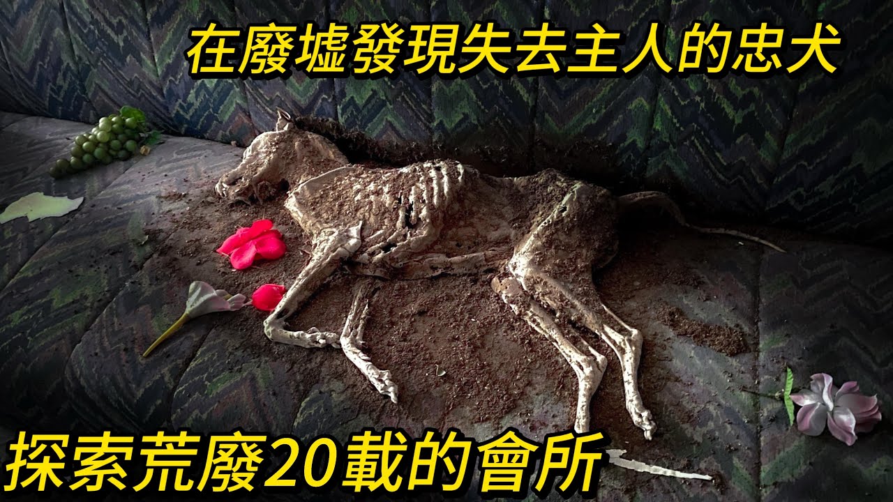 忠犬靜靜地在沙發一直等主人回來 回想和主人一起在這開心的日子 慢慢地合上眼睛 呼出最後一口氣