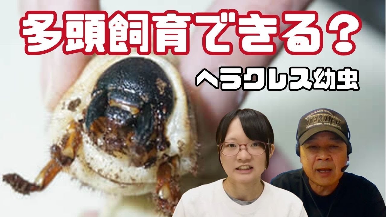 ヘラクレスの3齢幼虫、多頭飼育は避けたほうがいい？｜【クワカブ広場】名人Shihoのクワカブ相談室！会員様は無料で配信中！〈8月/40号〉　#カブトムシ #クワガタ #飼育方法 #ヘラクレスオオカブト