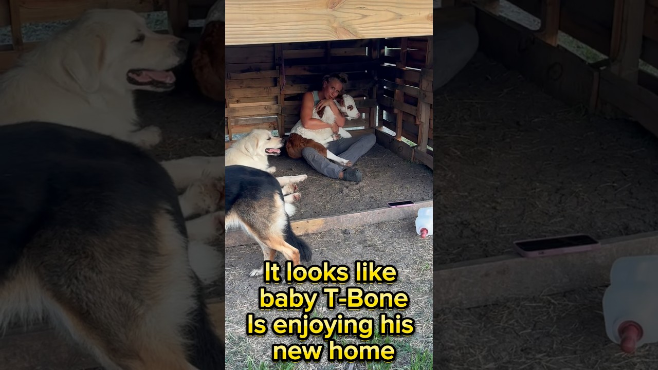 T-Bone, our new baby mini cow at Hartland Oaks is learning to like his new home. #babyanimals
