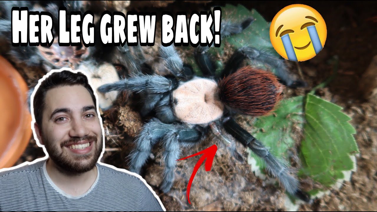 Pet Tarantula grew a NEW LEG! UNBELIEVABLE!