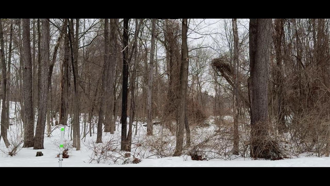 LIVE: Winter Forest Sunrise (Ambiance)
