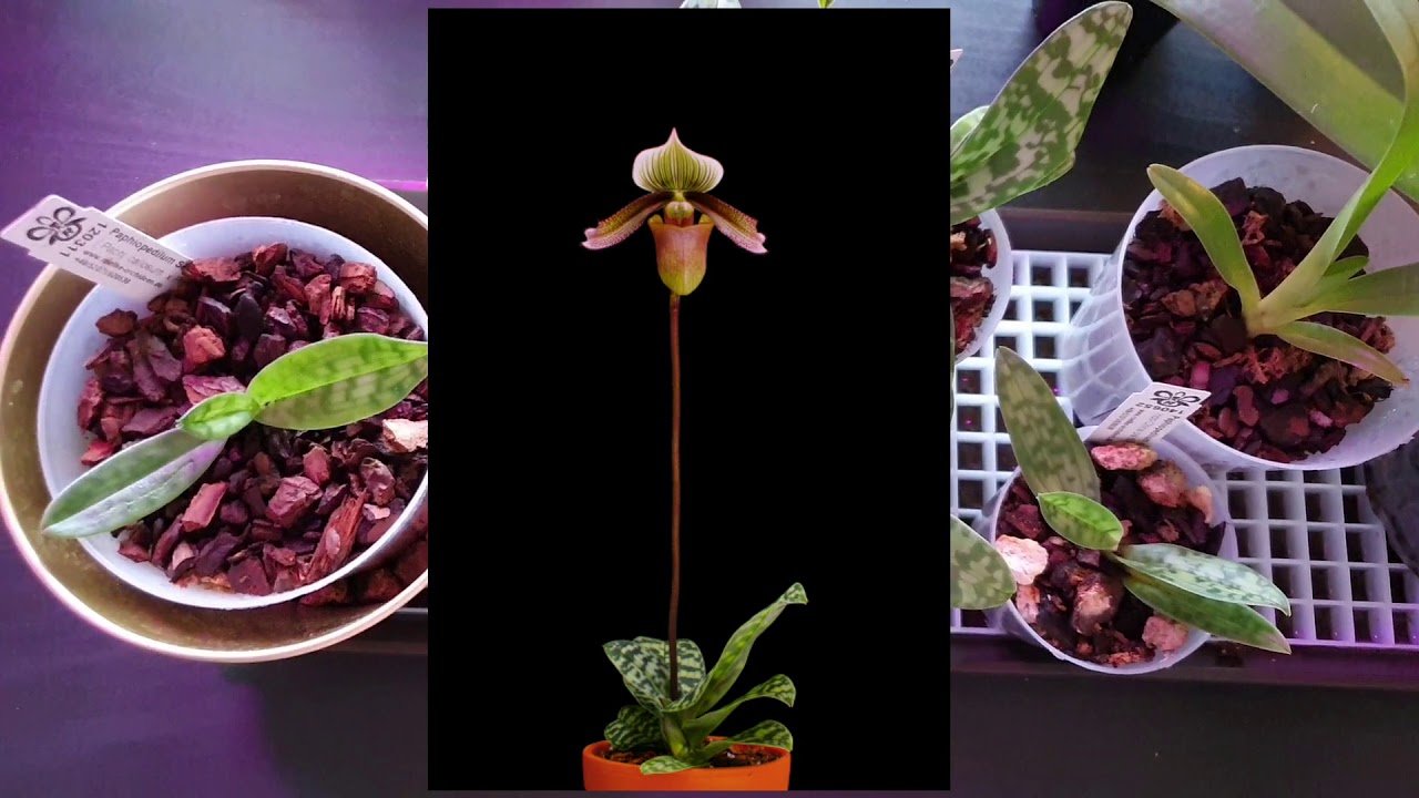 Papucsorchideák (Paphiopedilum) gondozása