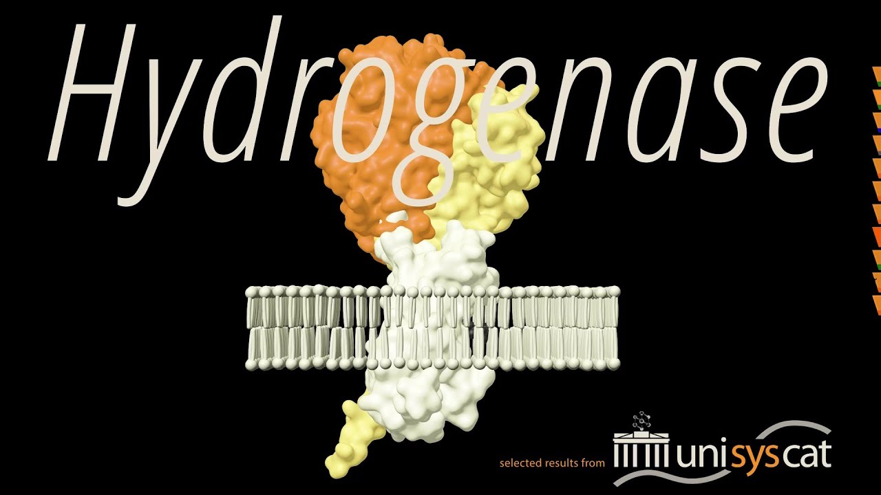 A hydrogenase in action