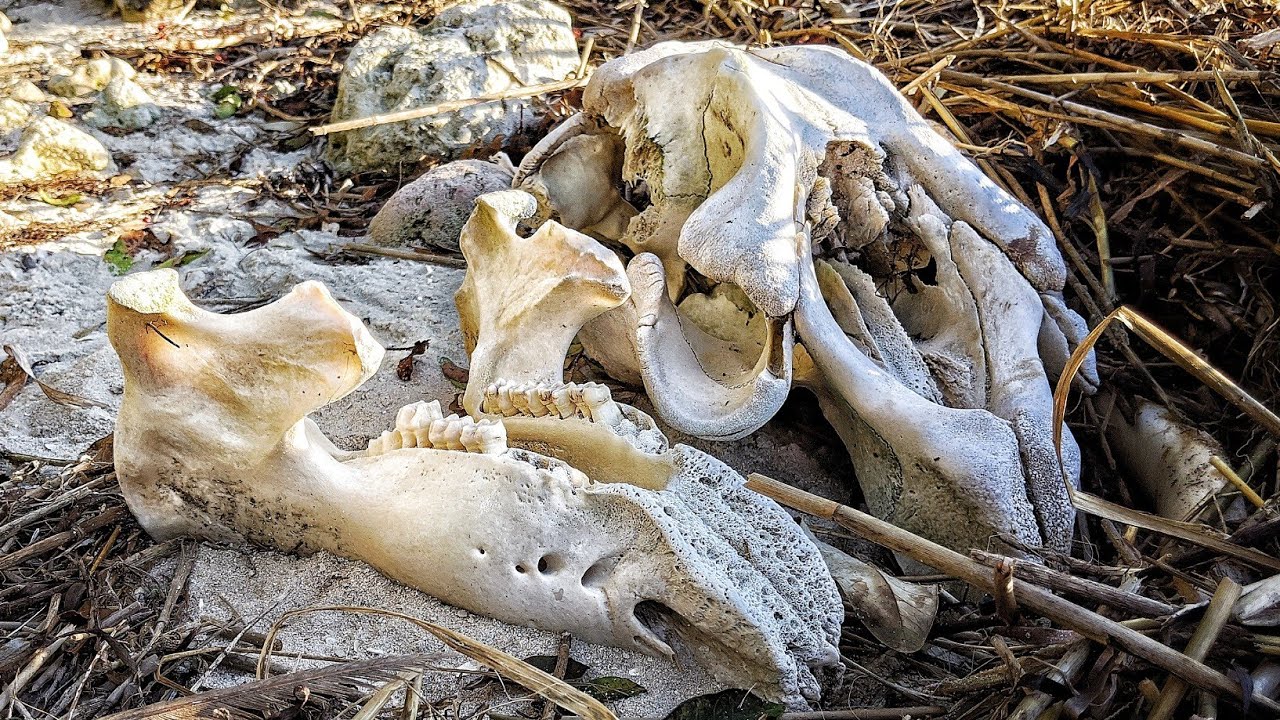 We Found a Manatee Skeleton While Searching for Fossil Sand Dollars & Sea Urchins on Island Beaches!