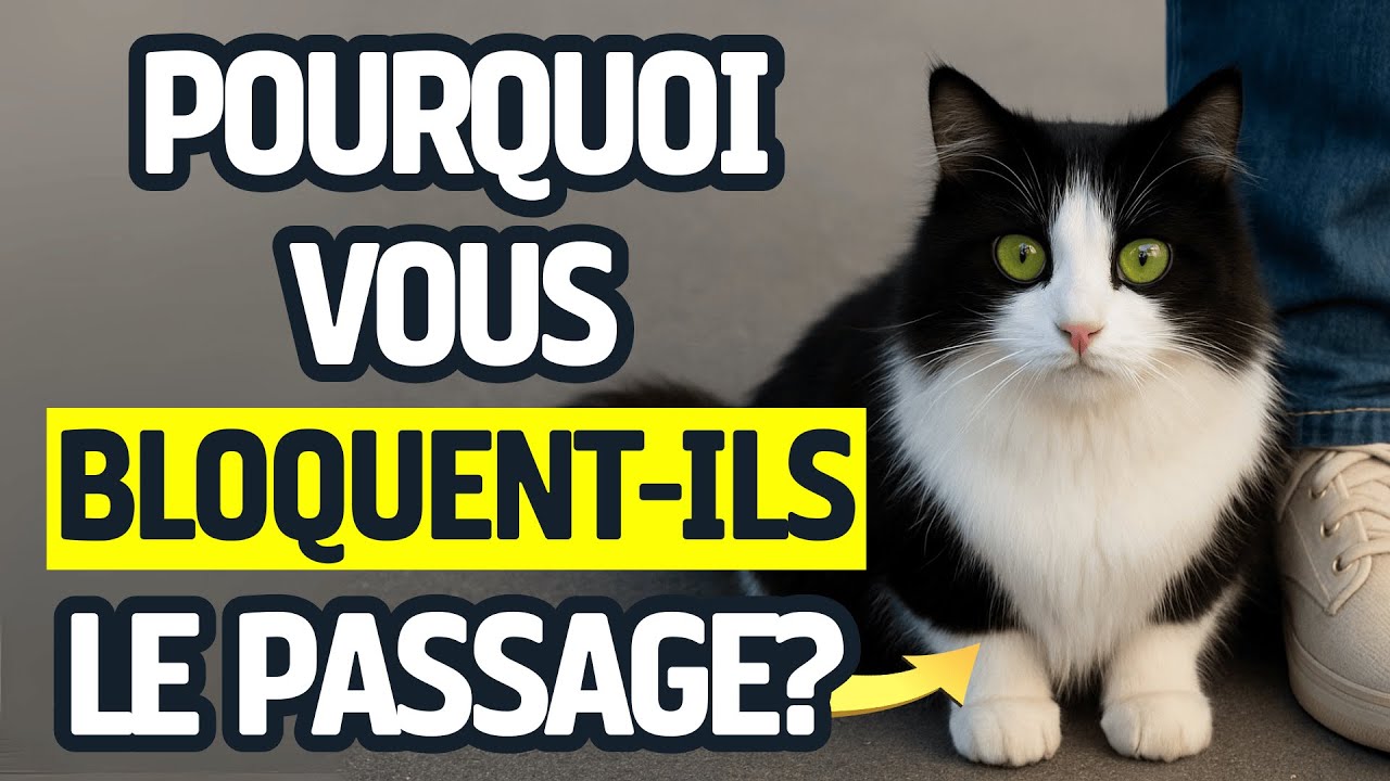 Pourquoi mon chat me bloque-t-il le passage?