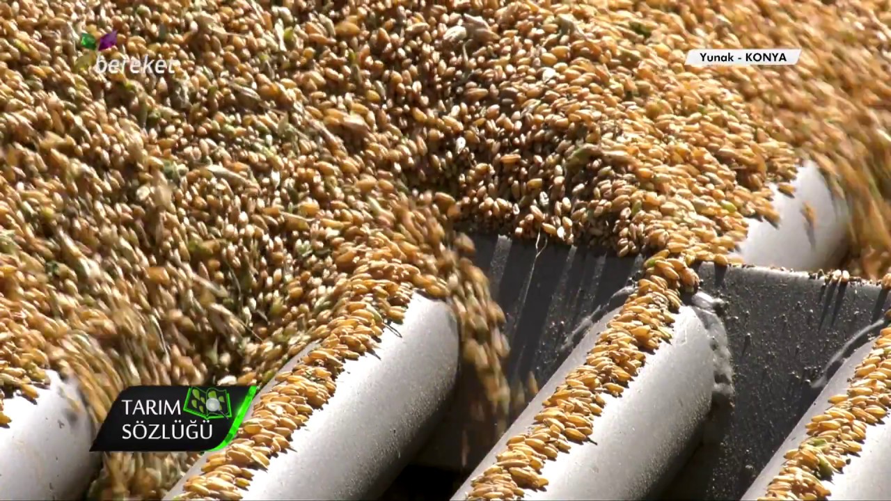 Tarım Sözlüğü - Makarnalık Buğday Yetiştiriciliği