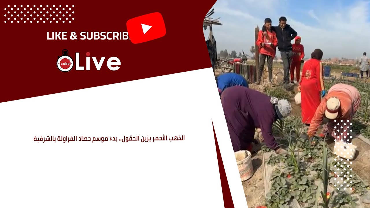 الذهب الأحمر يزين الحقول.. بدء موسم حصاد الفراولة بالشرقية