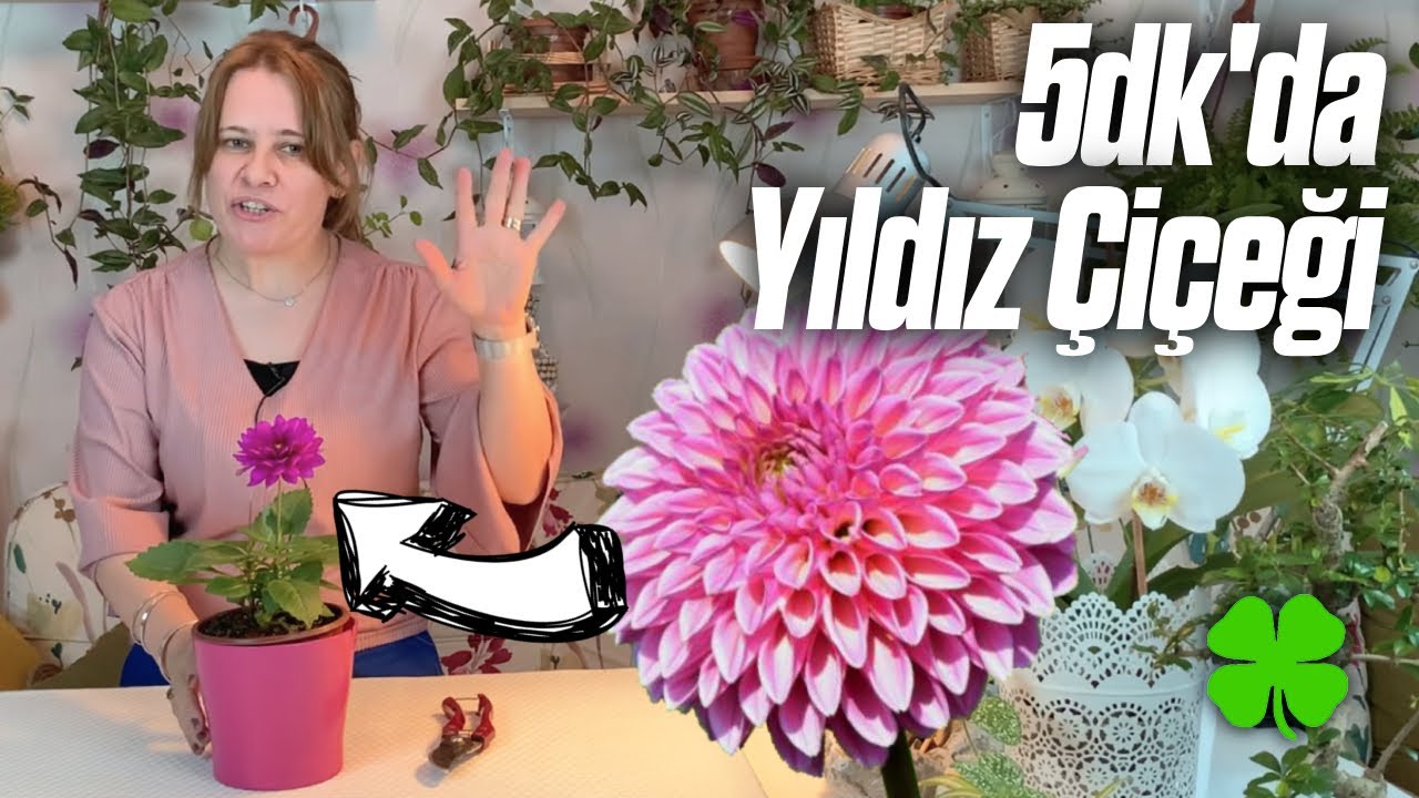 Yıldız Çiçeği (Dahlia) Bakımı | Sulama, Çoğaltma, Toprak Seçimi