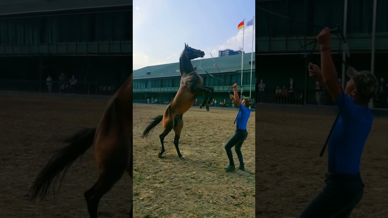 Best wild horses Mare revolutionizing young foals future stallions Horses