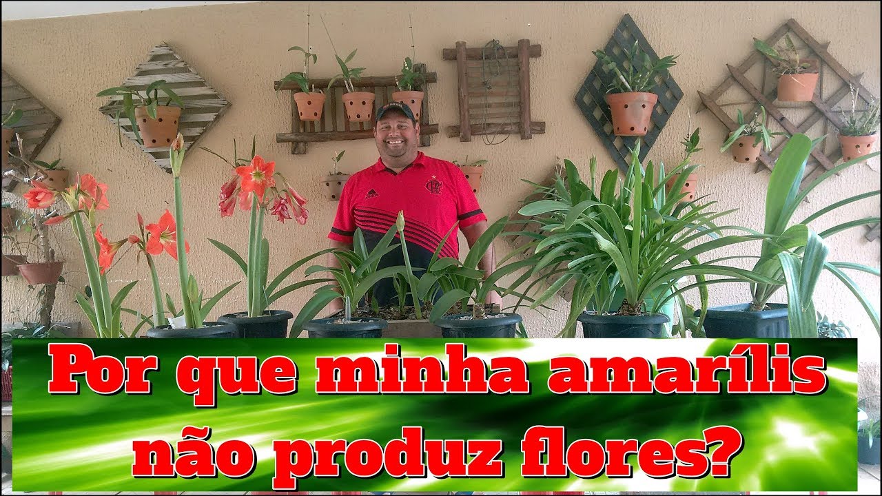 Por que minha amarílis não produz flores?