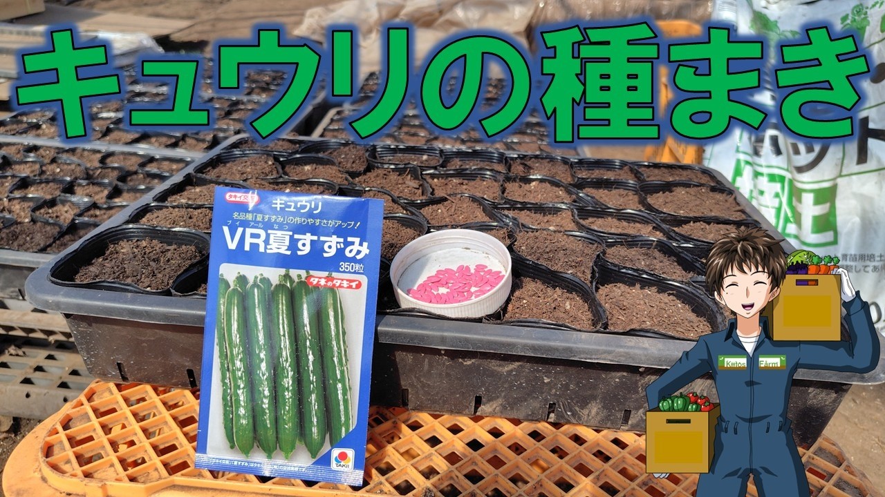 【キュウリの種まき】育苗スペースも賑やかになってきましたね。