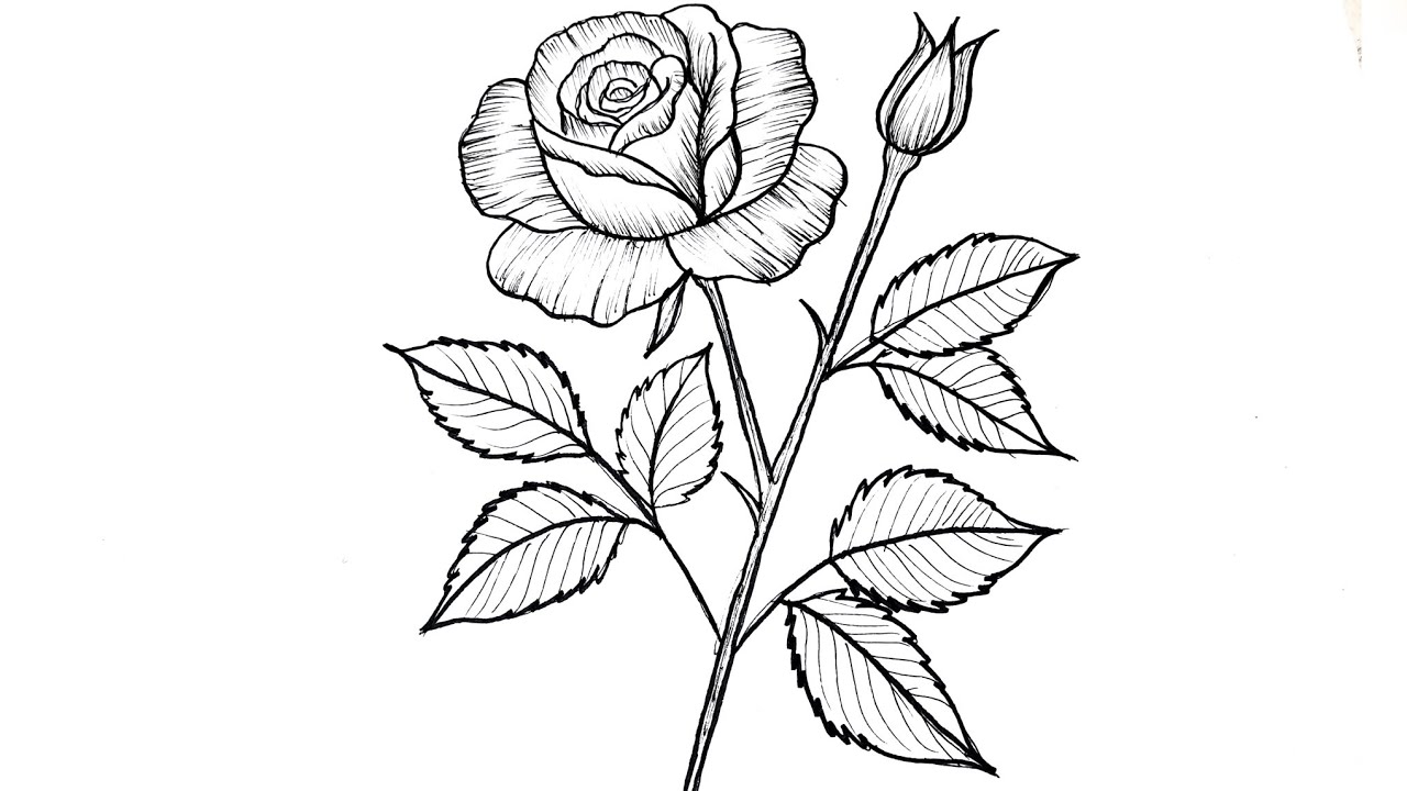 Rose Drawing Easy | How To Draw A Rose Step by Step | Flower Drawing 