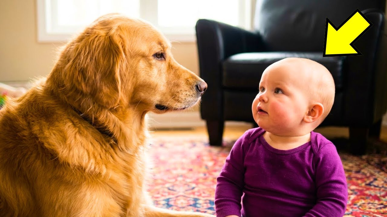 Ohne Kamera würde niemand glauben, was dieser Hund dem Baby antat!