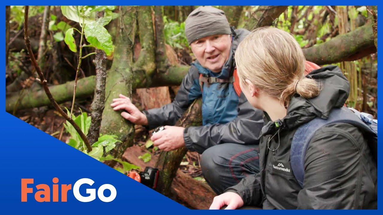 Wellington trapper frustrated by misfiring traps