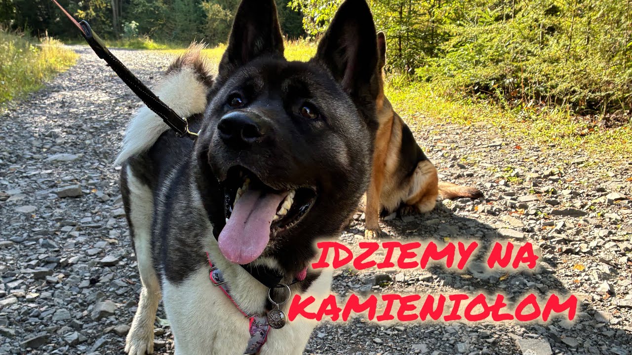 Idziemy na Kamieniołom w Kozach / Valhalla akita amerykańska i Ginaa owczarek niemiecki krótkowłosy