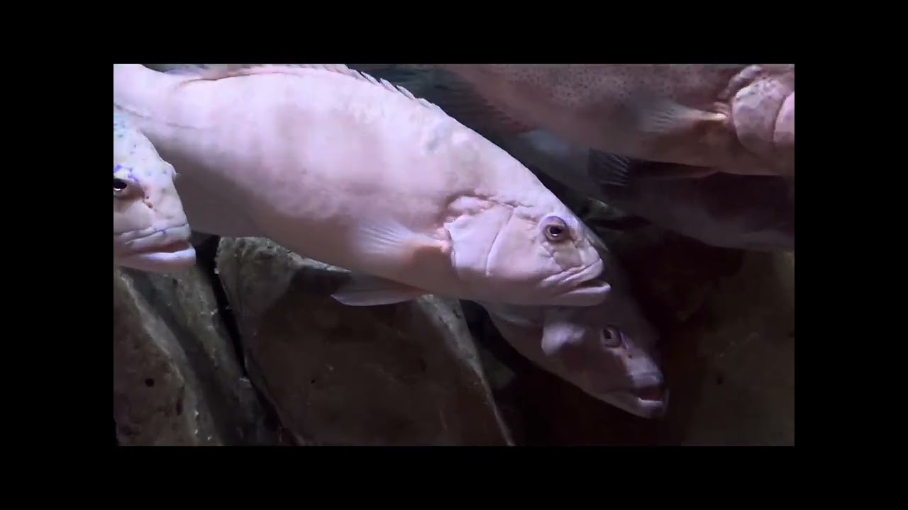 Sea Shell Aquarium, Phu Quoc