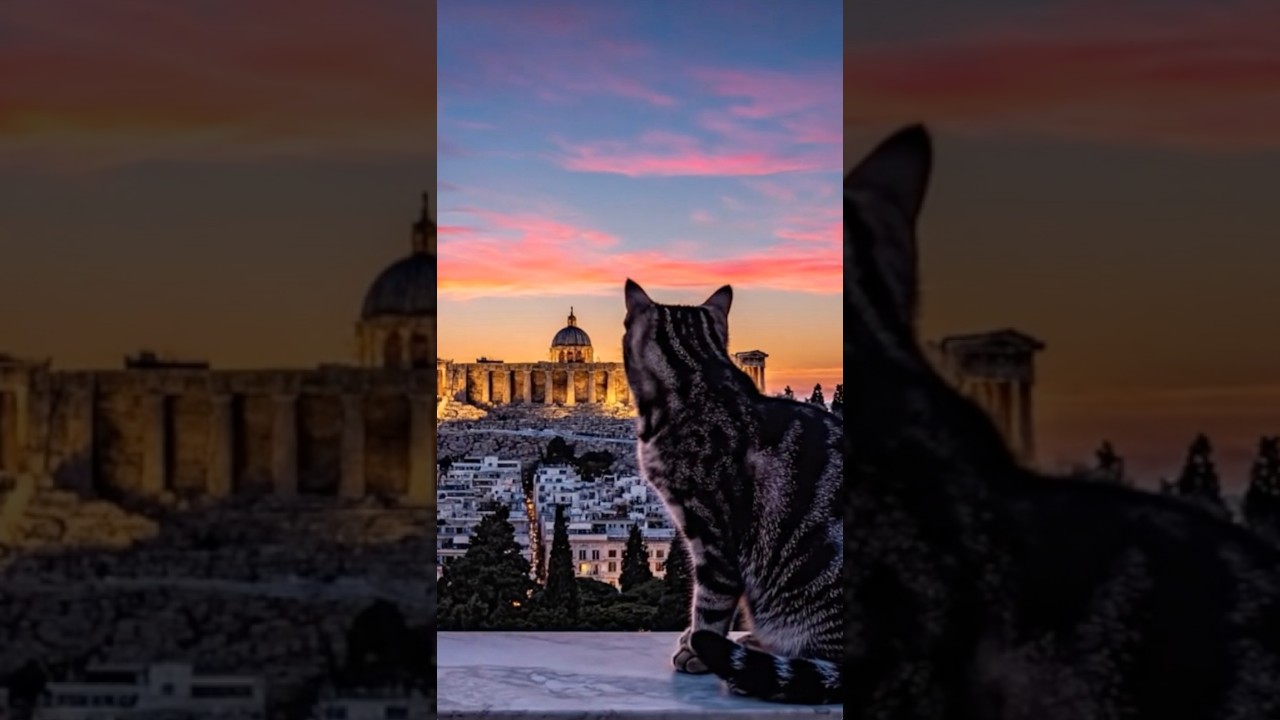 Cats of Athens – A Mythic Street Serenade Beneath the Acropolis