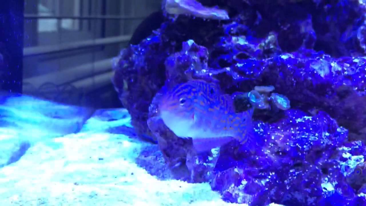 Timor Wrasse - Shallow Nano