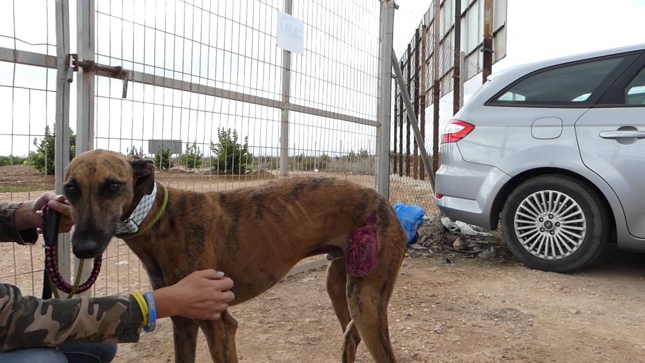WHAT IS A GALGO? WHAT IS GALGOS DEL SOL?