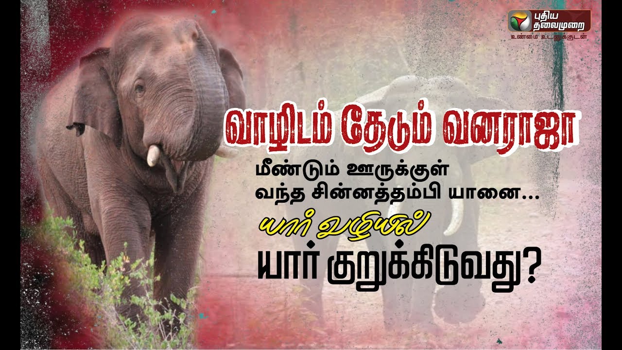 வாழிடம் தேடும் வனராஜா | #Elephant #ChinnaThambi #ChinnaThambiElephant #Kumki #KumkiElephant