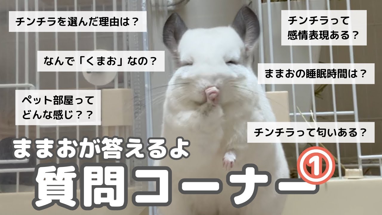 チンチラ飼いのままおがみんなの気になる質問に答えるよ〜