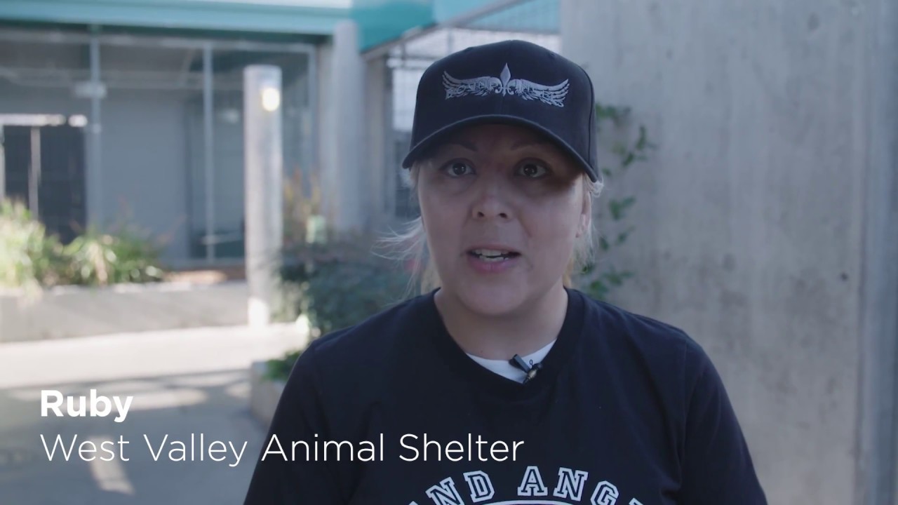 How to Save Shelter Dogs by Ruby from the West Valley Shelter
