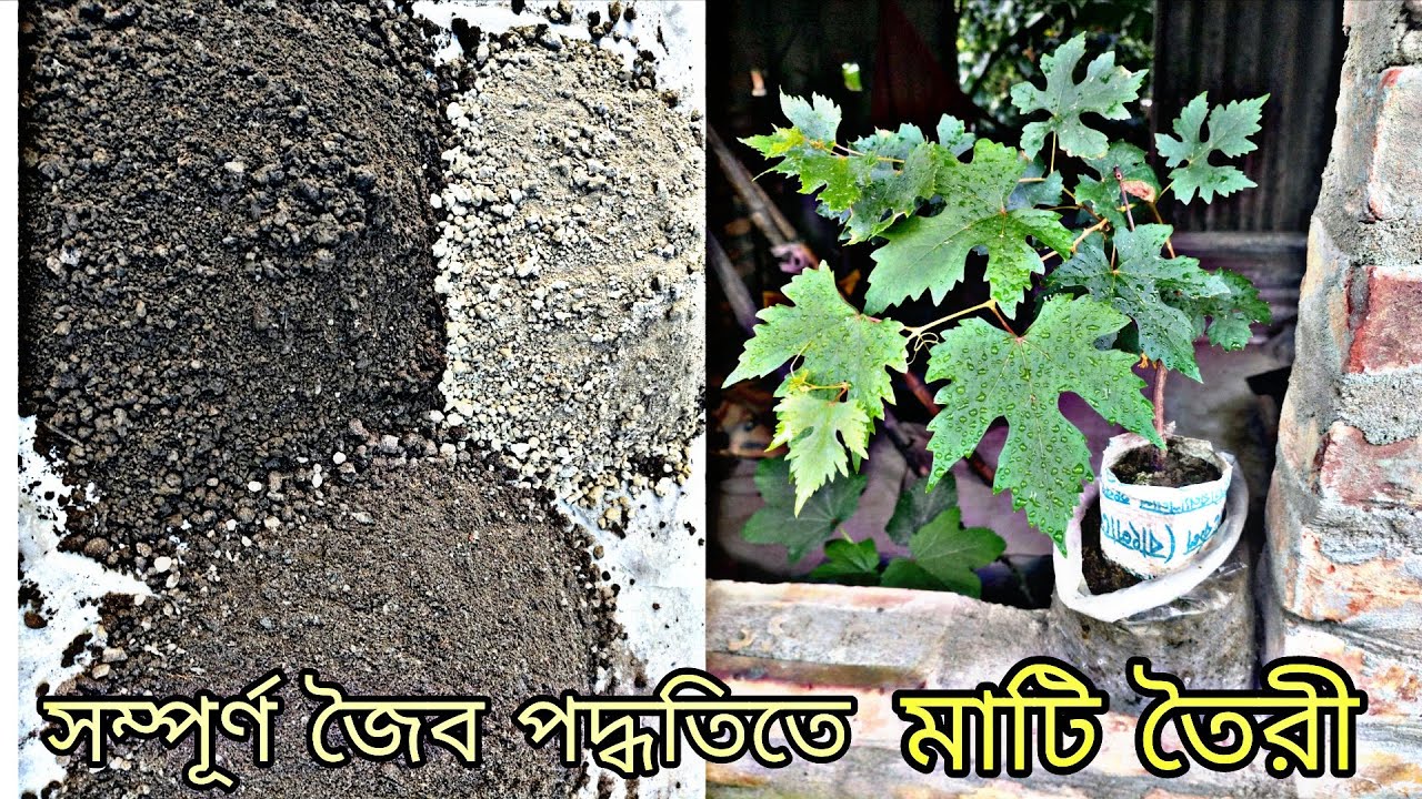 ছাদ বাগানে আঙ্গুর গাছের জন্য এইভাবে মাটি তৈরি করলে | সারাবছর গাছে কোনো খাবার দিতে হবেনা