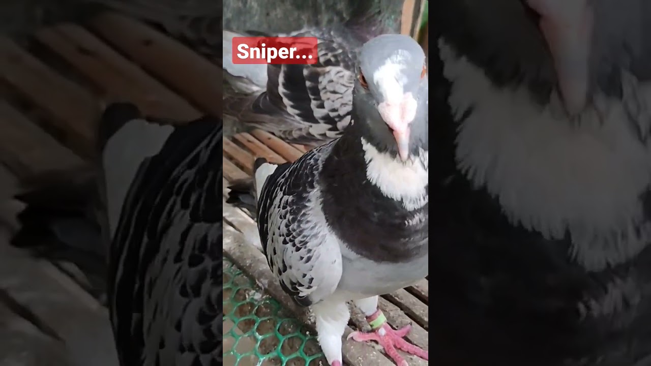 SNIPER NG JAEN, #kalapati #kalapatids #gwapstvofficial #shorts