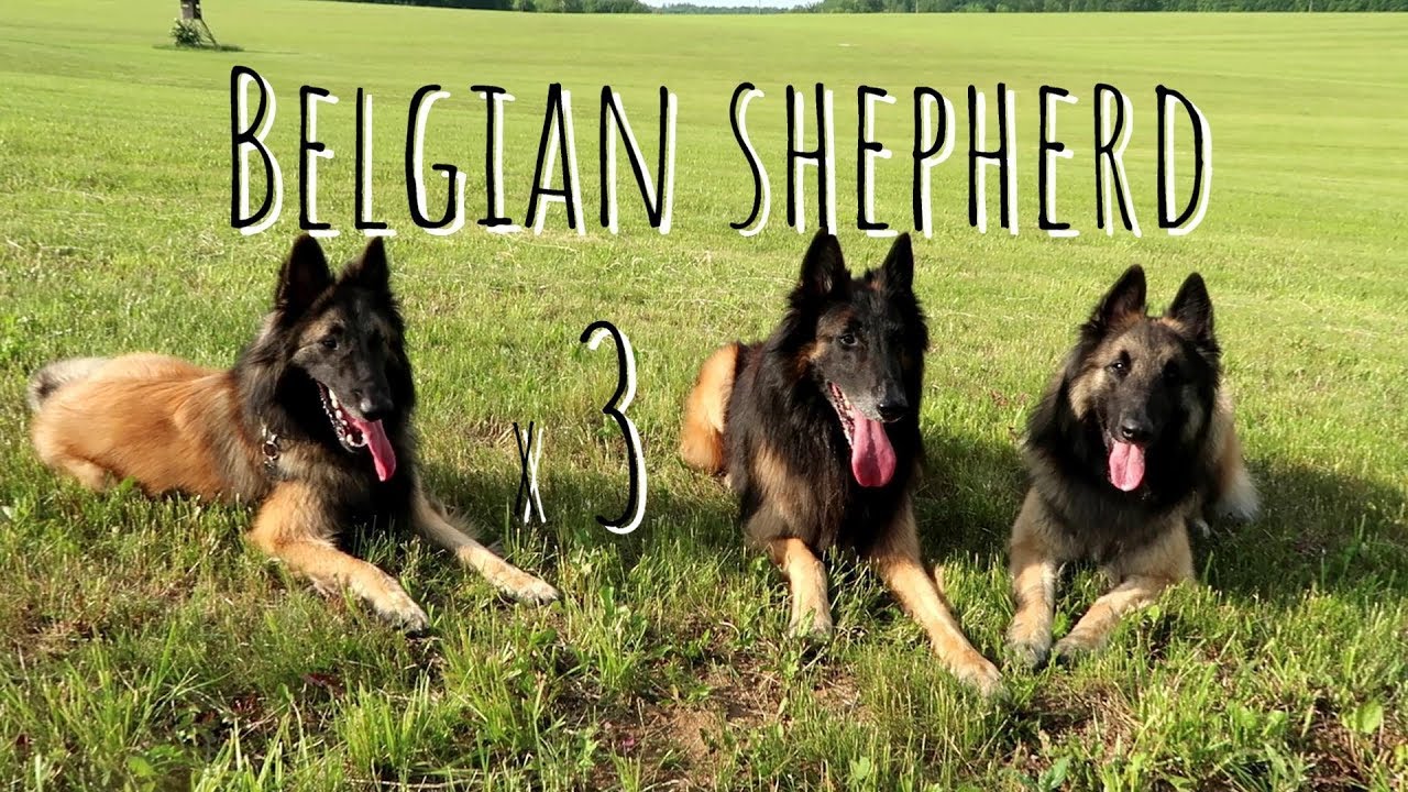 Belgian Shepherd Tervuren | Triple Trouble