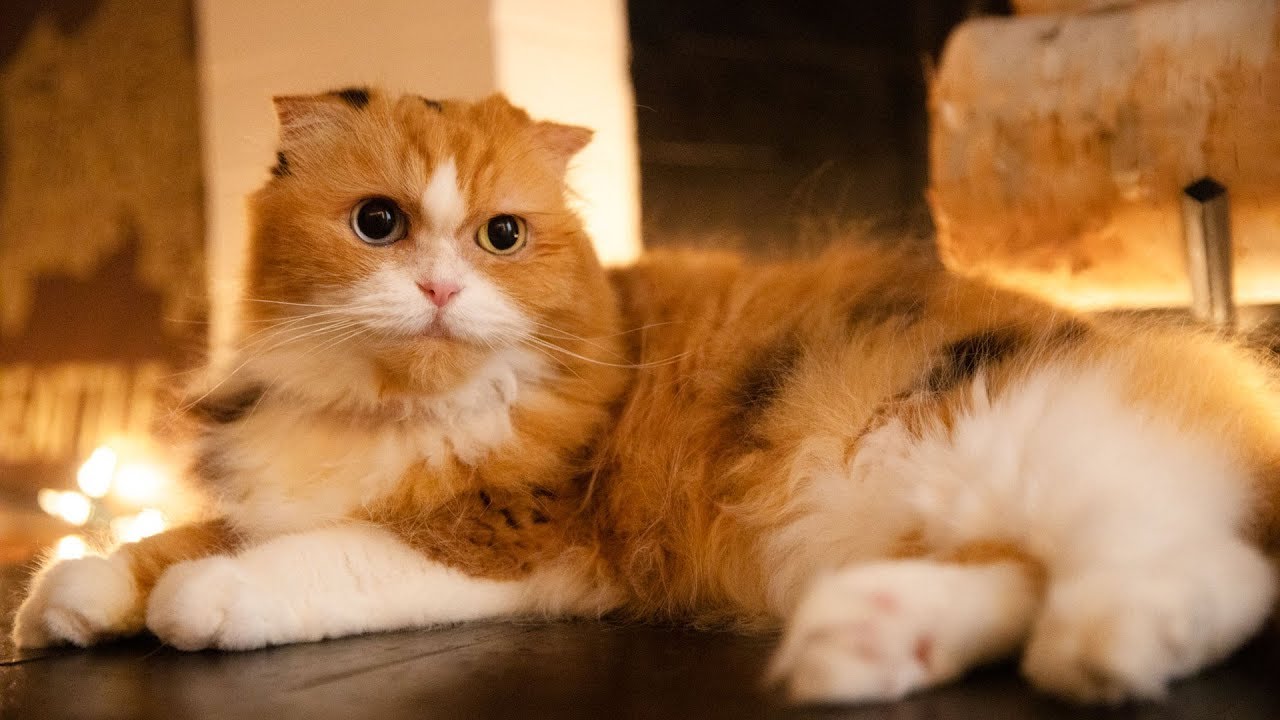 【不思議猫】謎の生命体ティッティの様子【スコティッシュフォールド】